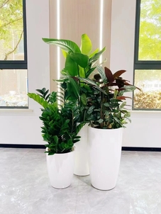 速看！宁波杭州湾绿化修剪价格超实惠啦！><div class=